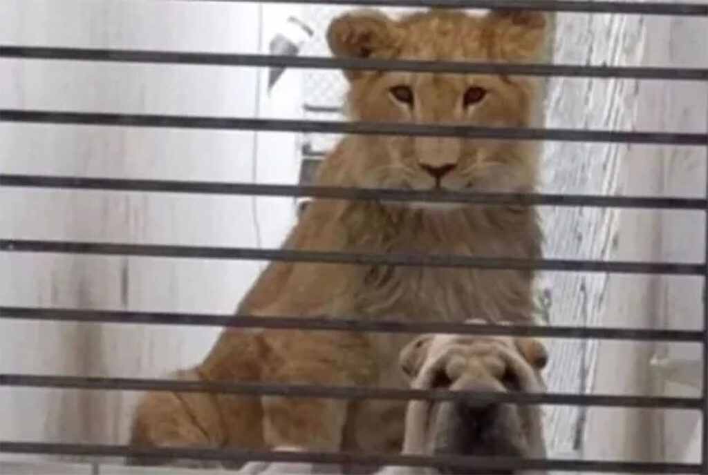 Habitantes del municipio de Atizapán de Zaragoza denuncian la presencia de un perro y un león en una casa abandonada