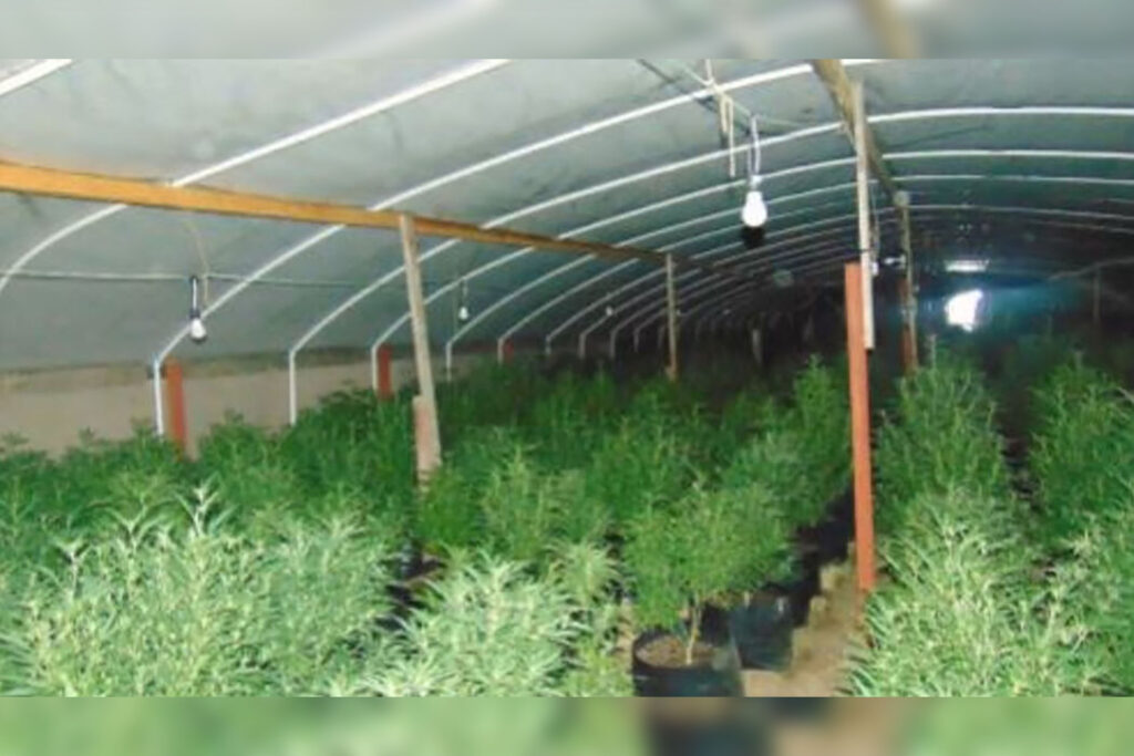 Oregón pide ayuda de la gobernadora para controlar las granjas ilegales de marihuana; se encuentran en estado de emergencia