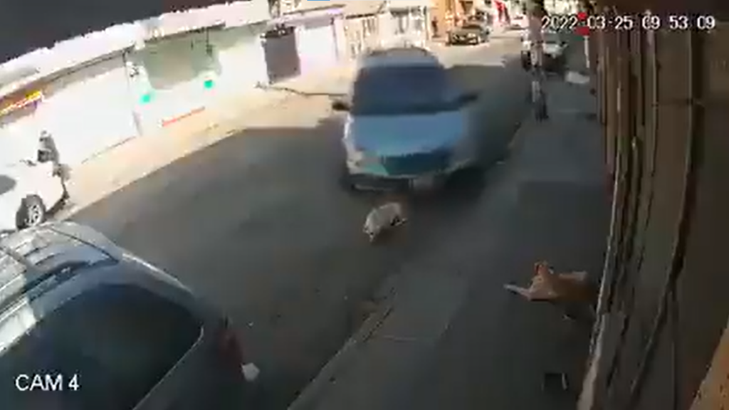 ¡Indignante! Sujeto intenta atropellar a un perrito que estaba descansando en la calle al momento de estacionarse