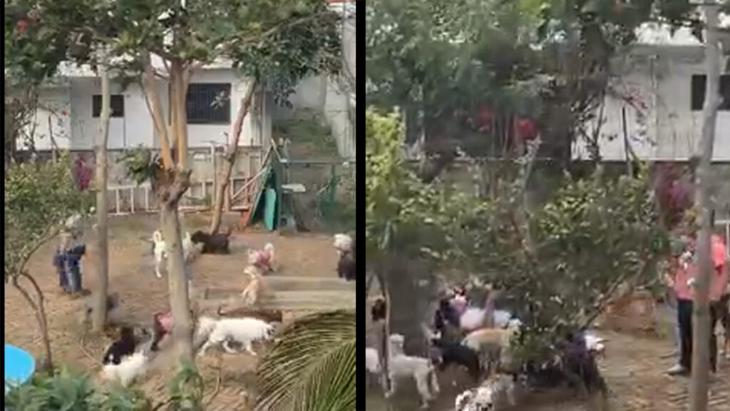 Revelan video del maltrato animal por parte de encargadas de la guardería y estética canina Pet Park MX del Puerto de Veracruz
