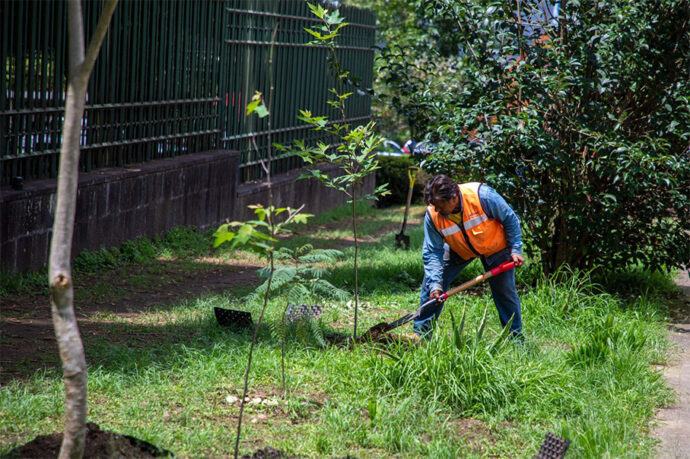 Reforestación