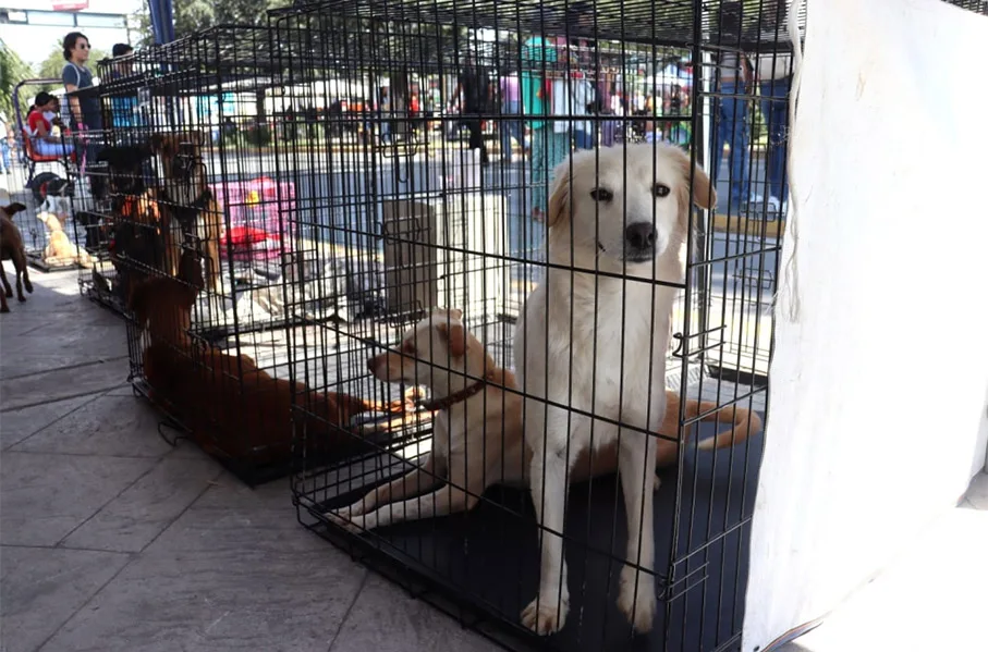 Perros